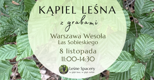 Leśna kąpiel z grabami. Leśne spacery. W głąb lasu, w głąb siebie.