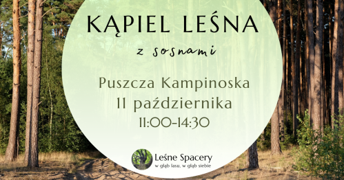 Leśna kąpiel z sosnami. Leśne spacery. W głąb lasu, w głąb siebie.