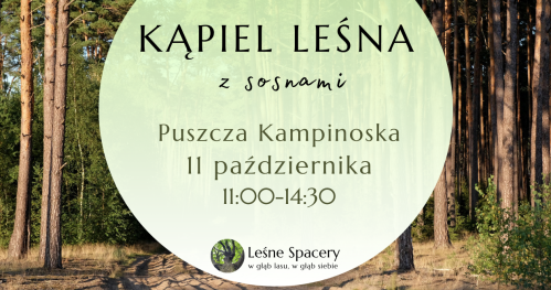 Leśna kąpiel z sosnami. Leśne spacery. W głąb lasu, w głąb siebie.
