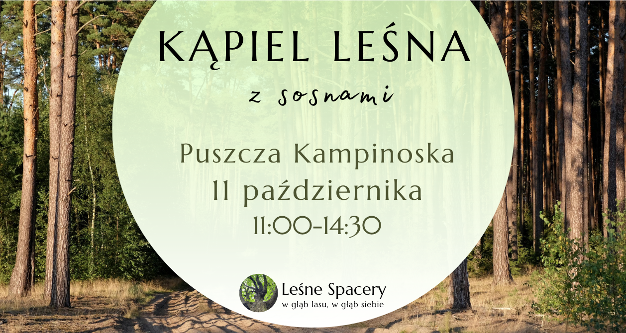 Leśna kąpiel z sosnami. Leśne spacery. W głąb lasu, w głąb siebie.