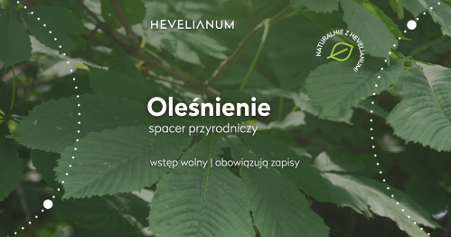 "Oleśnienie" - Kąpiel Leśna w Hevelianum na Górze Gradowej