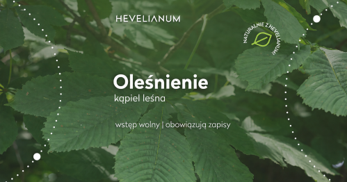 "Oleśnienie" - Kąpiel Leśna w Hevelianum na Górze Gradowej