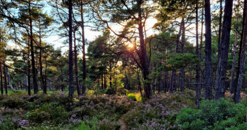 Turystyka bliżej natury / Nadmorski Park Krajobrazowy, RP Białogóra