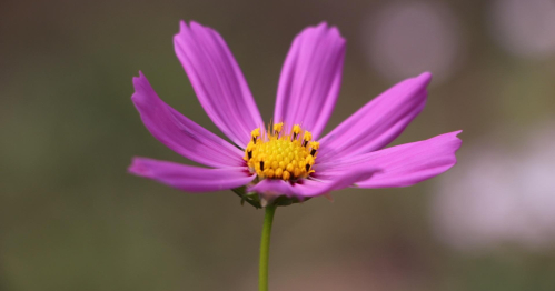 Domowa apteczka- naturalne sposoby na odporność