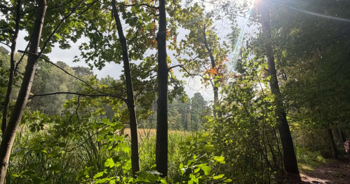Zanurzeni w naturze - shinrin-yoku, kąpiel leśna