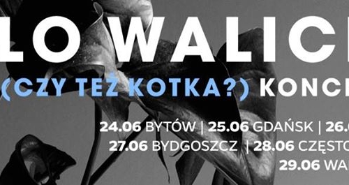 OLO WALICKI/GABA KULKA/WACŁAW ZIMPEL/KUBA STARUSZKIEWICZ - "Kot czy też kotka?" - koncert