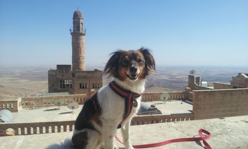 15 tysięcy kilometrów podróży autostopem, w którą wyruszył także pies